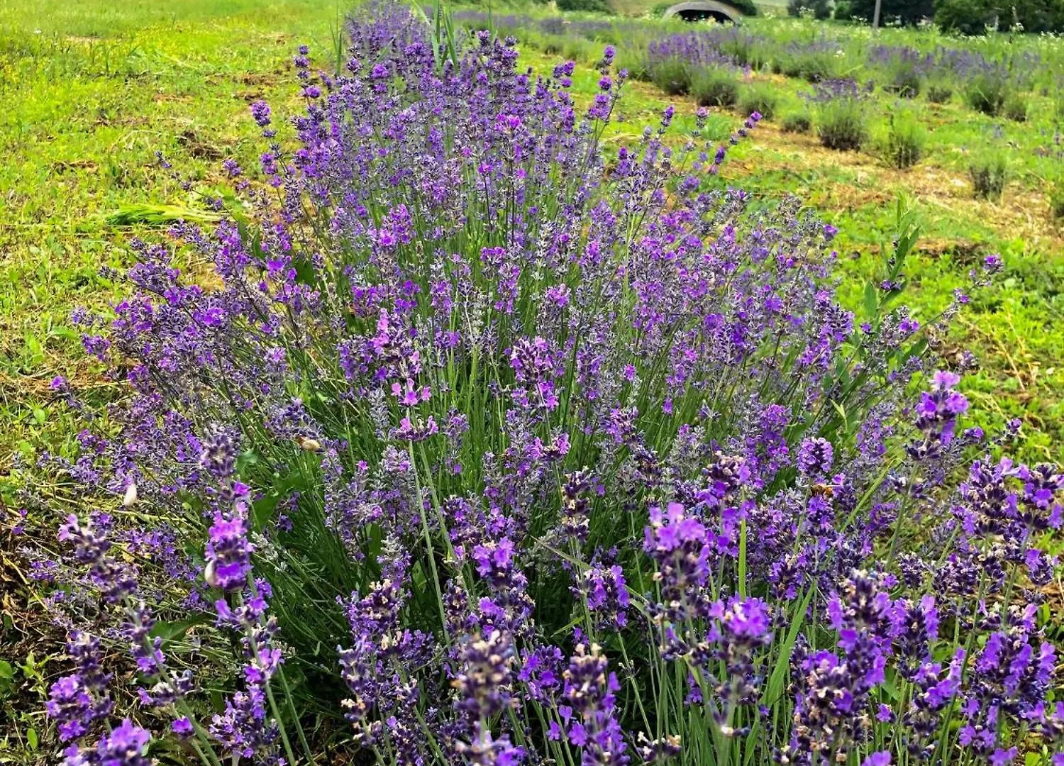 Agriturismo Al Mancino Lonato