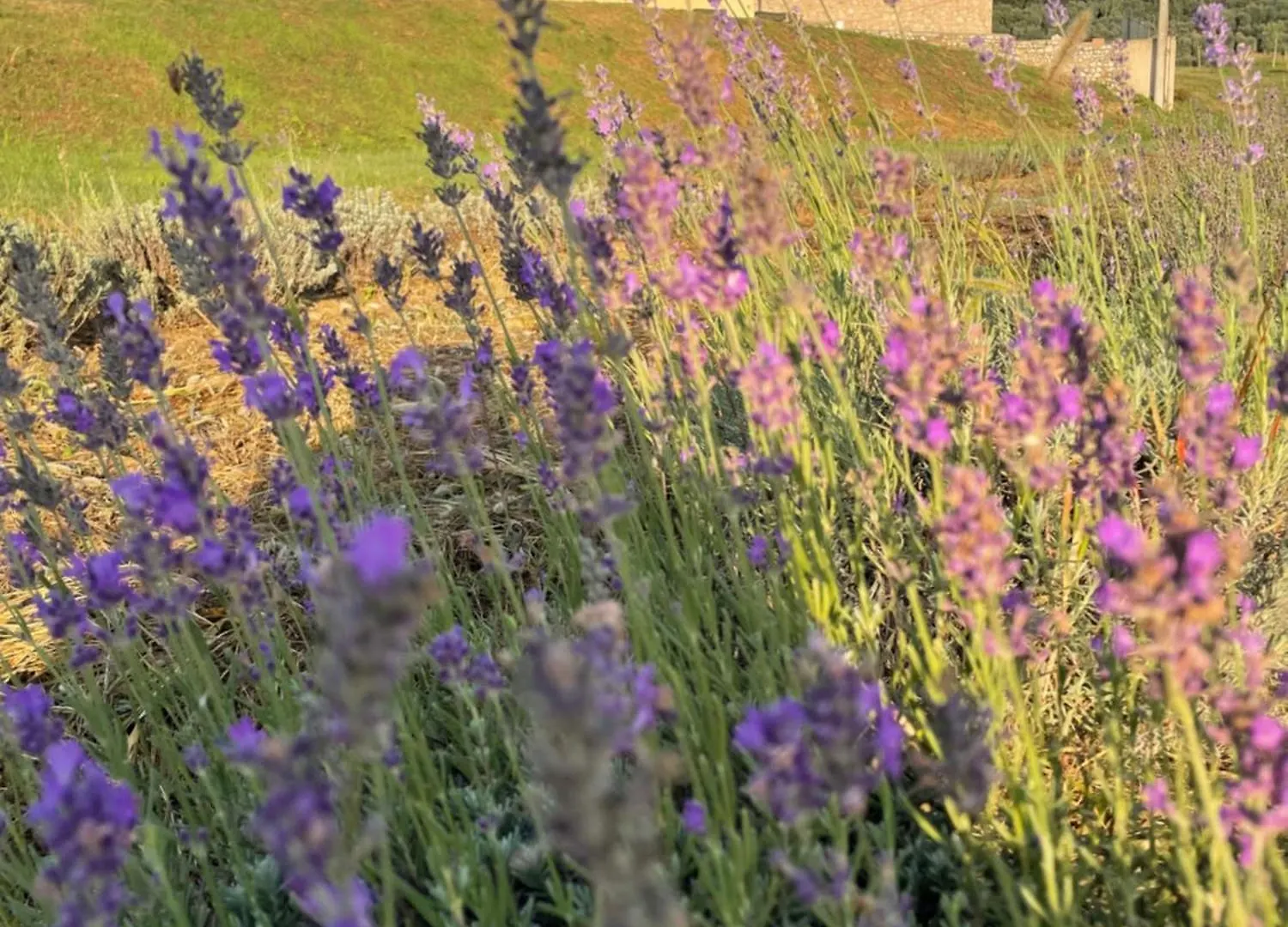 Bauernhof Agriturismo Al Mancino Lonato del Garda Italien